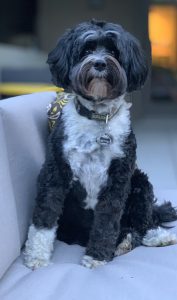 Tibetan terrier Physician dog ownership physician work-life balance