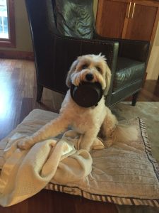 tibetan terrier physician dog ownershio physician work-life balance