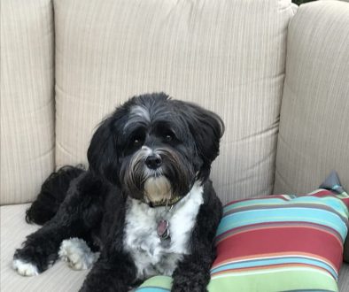 pet loss stanzi tibetan terrier physician grief