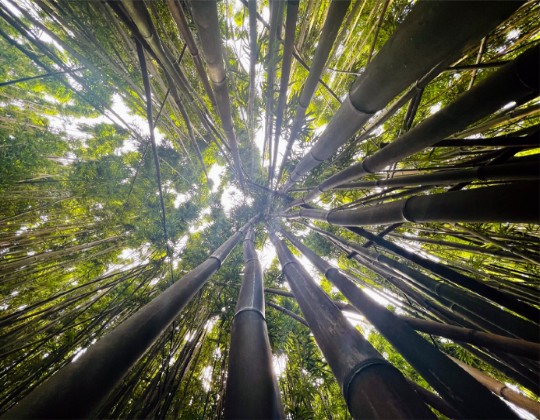 The-Developing-Doctor_Ben-Reinking_Iowa_About-trees