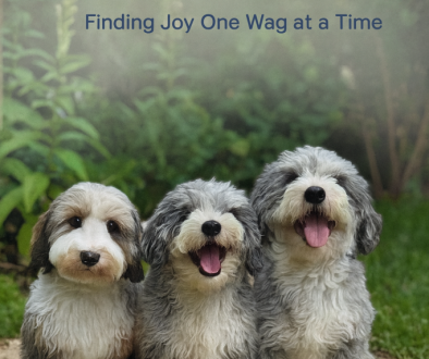 Dog-dad_doctor-dog-owner_ Three fluffy, tricolor dogs sitting happily on a stone path in a garden with soft greenery in the background. Overlaid text reads “Dog Dad Favorites – Finding Joy One Wag at a Time.