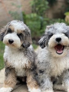 Cooper and Maui. Two dogs sitting outside.