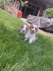 Cooper and Kittle. Tibetan doodles